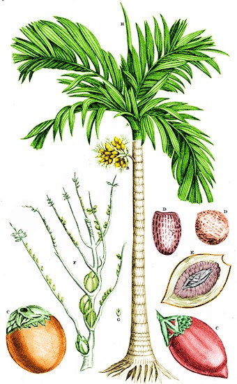 Areca Palm